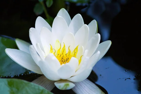 Лепестки Цветов Водяной Лилии Флора Пруда — стоковое фото