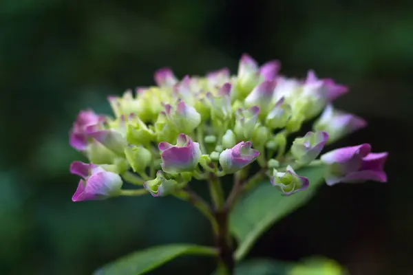 Vista Panorámica Hermosa Hortensia Colorida —  Fotos de Stock