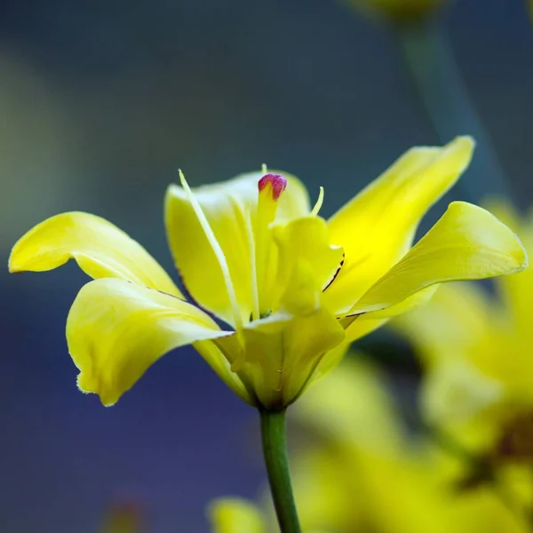 Krásné Květiny Květinový Koncept Pozadí — Stock fotografie