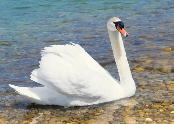 Simmande Fågel Vildhetsbegreppet — Stockfoto