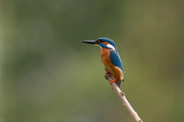 Ein Eisvogel Sitzt Auf Einem Ast — Stockfoto