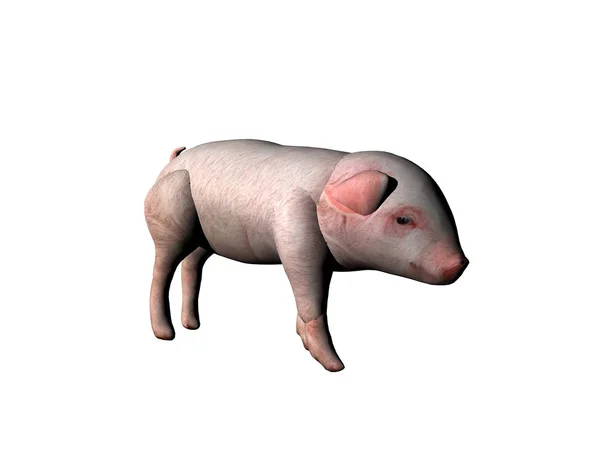 Schwein Auf Weißem Hintergrund — Stockfoto