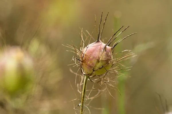 Fruitkraam Van Maagd Het Groen Fruitkraam Van Maagd Het Groen — Stockfoto