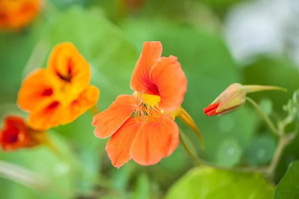 Piękne Botaniczne Ujęcie Naturalna Tapeta — Zdjęcie stockowe