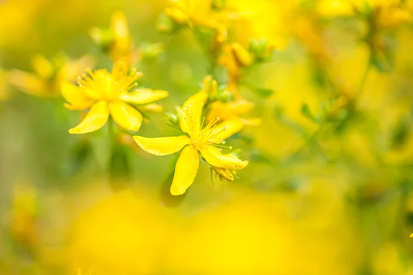 Orbáncfű Hypericum Perforatum — Stock Fotó