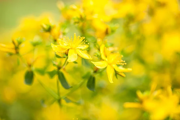 John Wort Hypericum Perforatum — стоковое фото