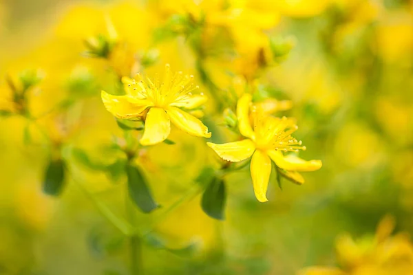 John Wort Hypericum Perforatum — стоковое фото