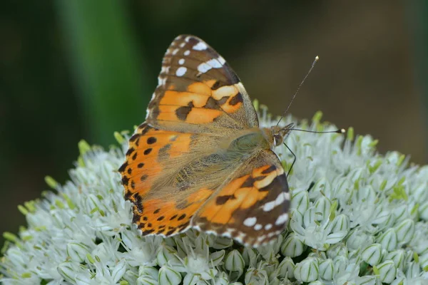 Painted Lady Garlic Flower — Stock Photo, Image