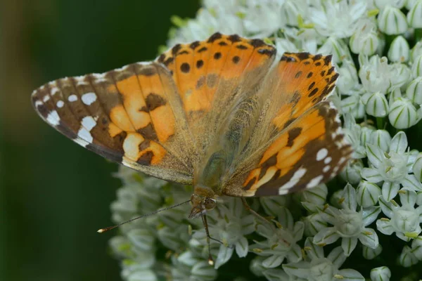 Dame Peinte Sur Une Fleur Ail — Photo