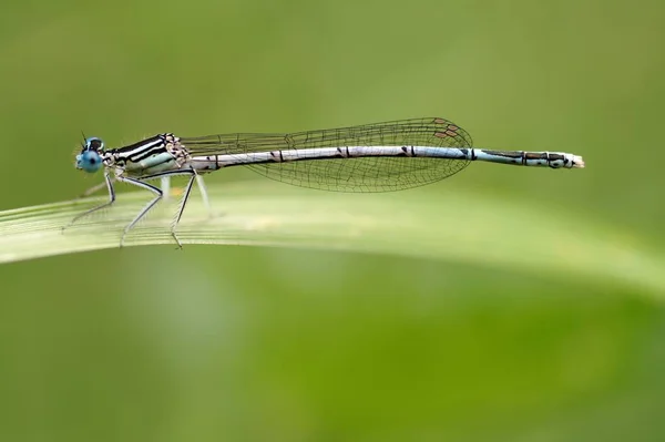 Vue Macro Rapprochée Insecte Libellule — Photo