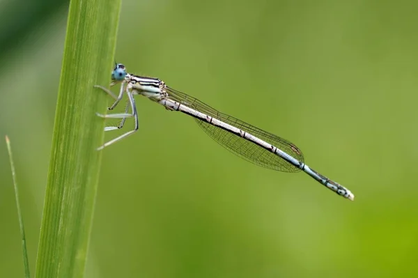 Libelleninsekt Kleiner Käfer Mit Flügeln Der Natur — Stockfoto