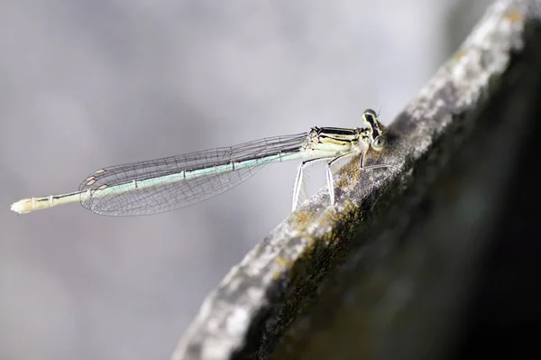 Vista Macro Primer Plano Del Insecto Libélula —  Fotos de Stock