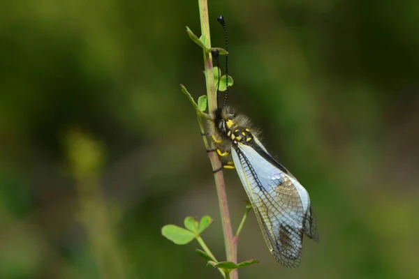 自然界における昆虫の密接な眺め — ストック写真