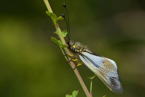 Nahaufnahme Von Insekten Der Natur — Stockfoto