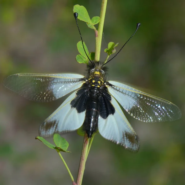 Detailní Pohled Hmyz Přírodě — Stock fotografie