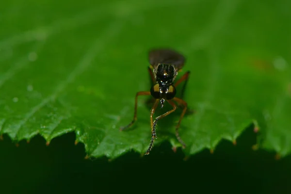 Nahaufnahme Von Wanzen Der Wilden Natur — Stockfoto