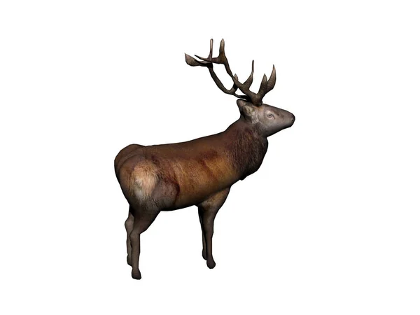 白い背景に立つ鹿 — ストック写真