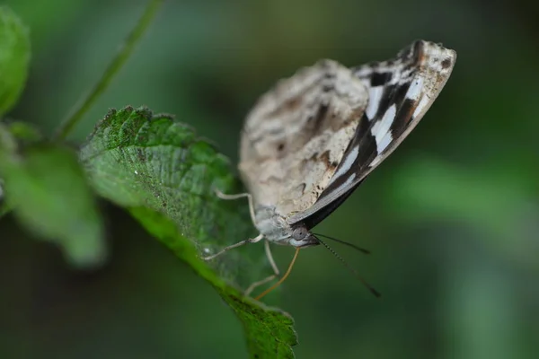 Widok Bliska Piękny Kolorowy Motyl — Zdjęcie stockowe