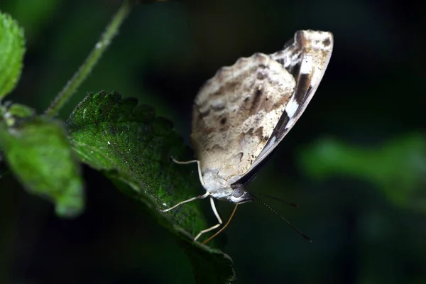 Vista Primer Plano Hermosa Mariposa Colorida — Foto de Stock