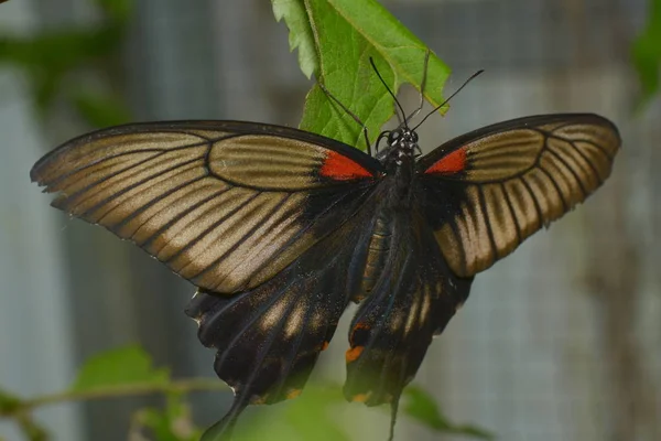 Κοντινή Προβολή Της Όμορφης Πολύχρωμης Πεταλούδας — Φωτογραφία Αρχείου