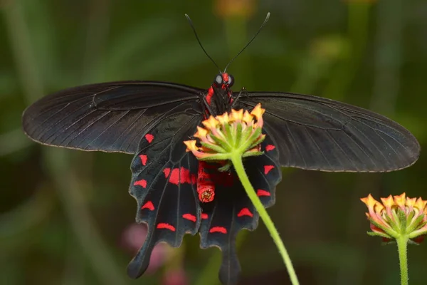 Nahaufnahme Von Schönen Bunten Schmetterling — Stockfoto