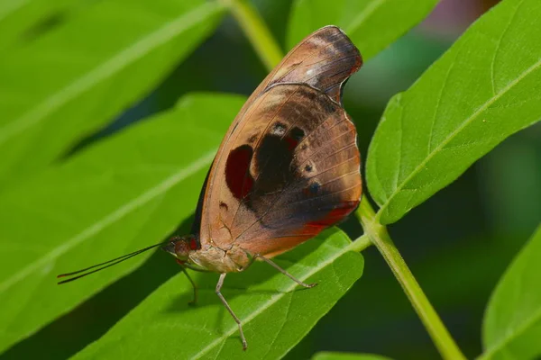 Nahaufnahme Von Schönen Bunten Schmetterling — Stockfoto