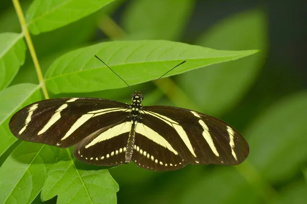 Vista Primer Plano Hermosa Mariposa Colorida — Foto de Stock