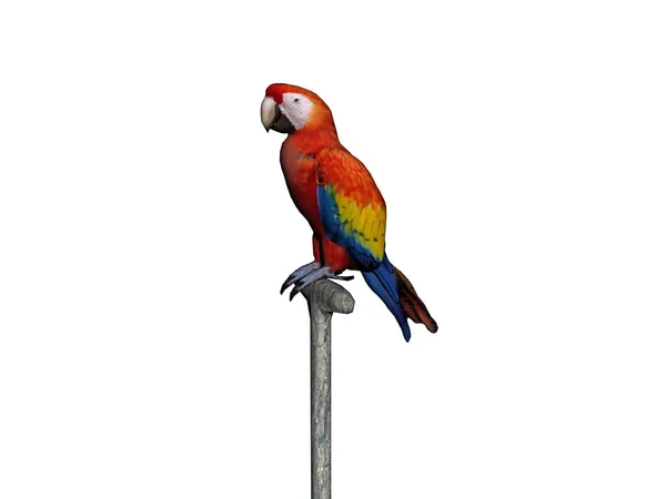 Живописный Вид Прекрасную Птицу Попугая — стоковое фото