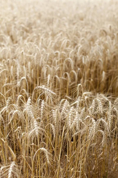 Agricultura Campo Terra Agrícola — Fotografia de Stock