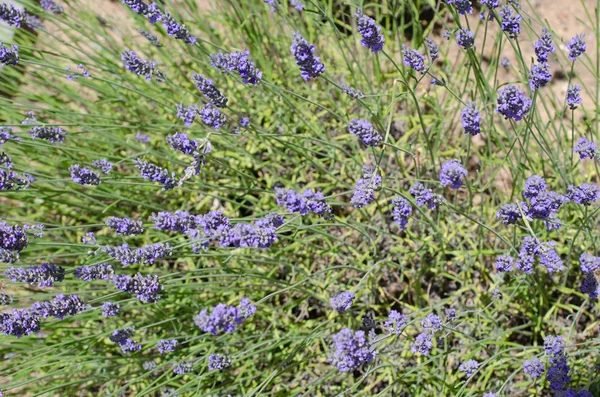 Purple Flowers Lavender Filed — Stock Photo, Image