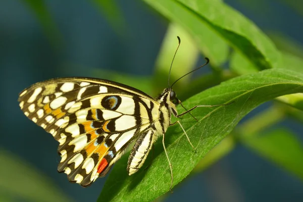 Nahaufnahme Von Schönen Bunten Schmetterling — Stockfoto