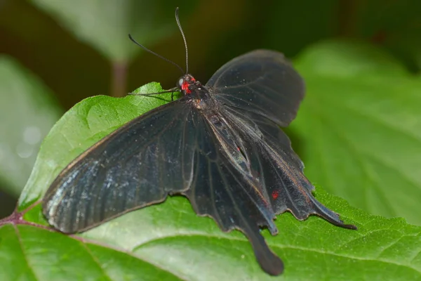 Vista Primer Plano Hermosa Mariposa Colorida — Foto de Stock