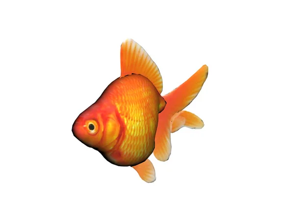 Czerwone Złote Rybki Pływające Pod Wodą — Zdjęcie stockowe