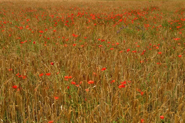 Paisagens Rhona Rhone — Fotografia de Stock