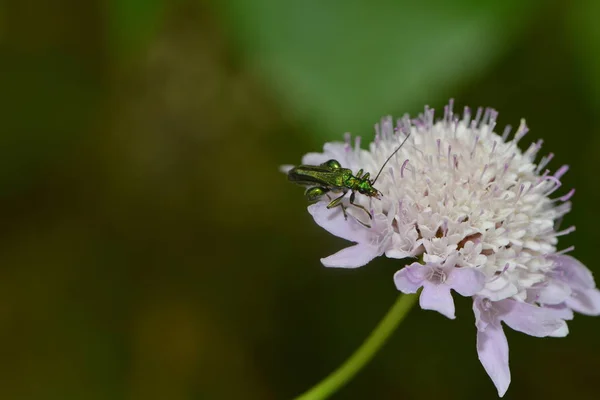 Gros Plan Sur Les Insectes Mise Point Sélective — Photo