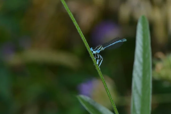 Vista Macro Primer Plano Del Insecto Libélula — Foto de Stock