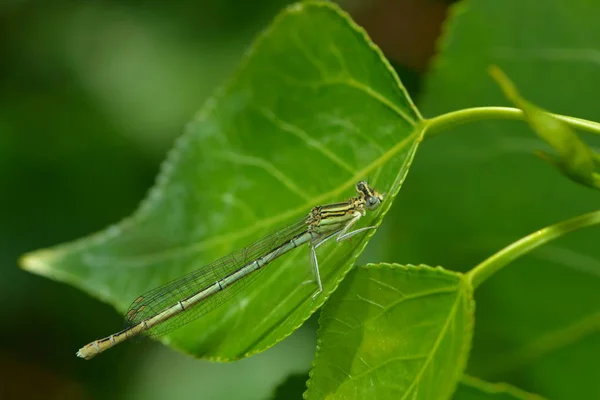 Vista Macro Primer Plano Del Insecto Libélula — Foto de Stock