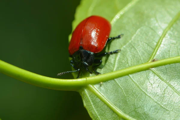 野生の自然界での虫の接近 — ストック写真