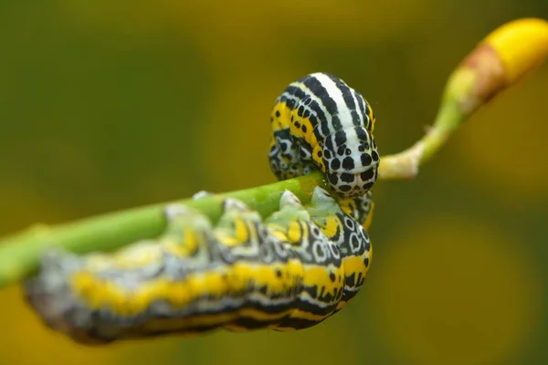 自然昆虫 — 图库照片
