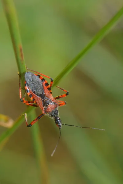 自然界中的红色杀虫昆虫 — 图库照片