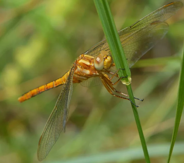 Insecte Libellule Nature Entomologie — Photo