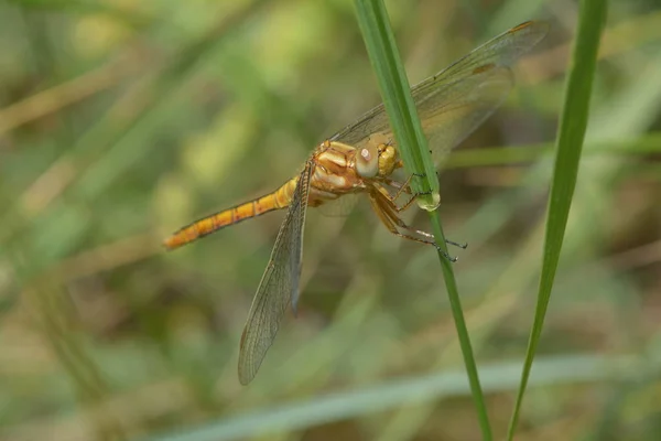 Vážný Hmyz Příroda Entomologie — Stock fotografie