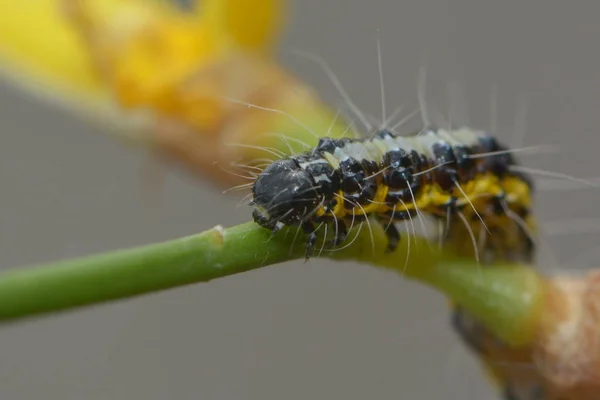 Tırtıl Böcek Küçük Solucan — Stok fotoğraf