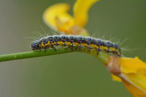Rups Insect Kleine Worm — Stockfoto
