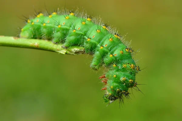 Raupe Des Kleinen Nachtpfaues — Stockfoto