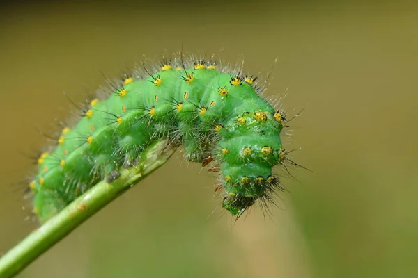 Insecte Chenille Petit Ver — Photo