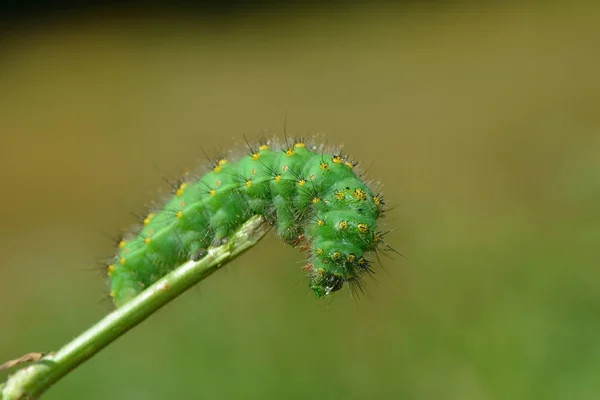 Insecto Oruga Gusano Pequeño — Foto de Stock