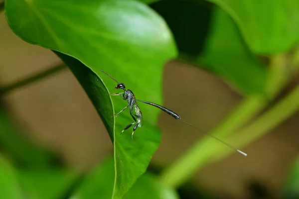 Vista Cerca Insectos Avispas Macro Disparo — Foto de Stock