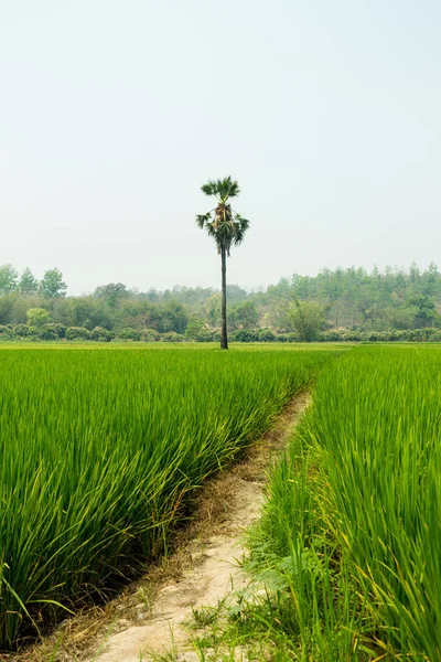 Tajlandia Zielone Pola Środowisko Flora — Zdjęcie stockowe