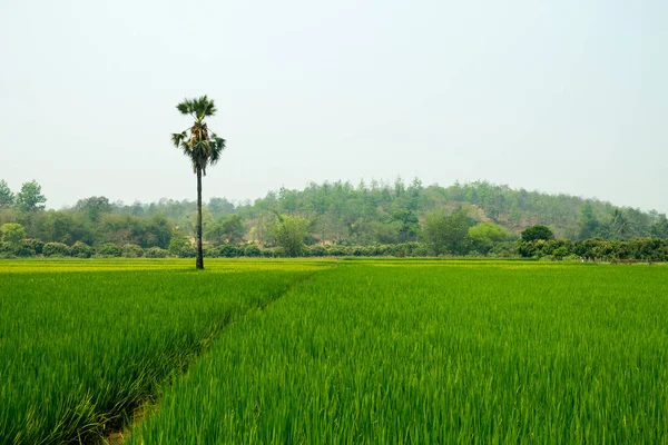 Chiangmai Tailândia Março 2016 Campos Arroz Foram Separados Pela Trilha — Fotografia de Stock